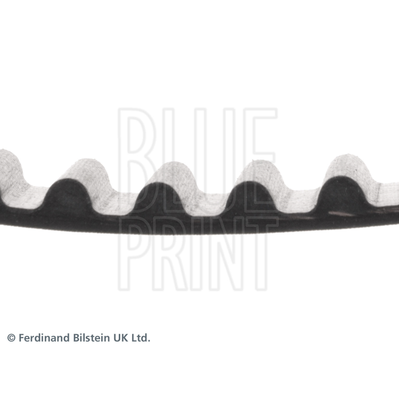 Cinghia/catena distribuzione - BLUE PRINT