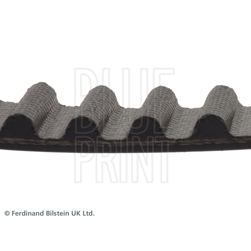Cinghia/catena distribuzione - BLUE PRINT