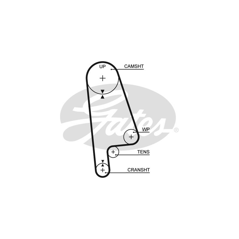 Cinghia/catena distribuzione - GATES