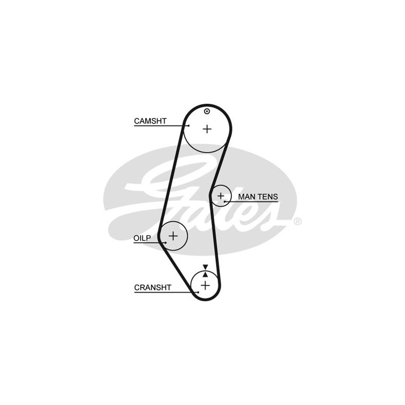 Cinghia/catena distribuzione - GATES