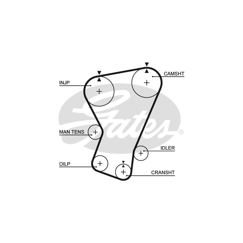 Cinghia/catena distribuzione - GATES