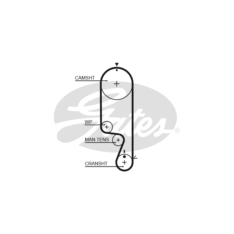 Cinghia/catena distribuzione - GATES
