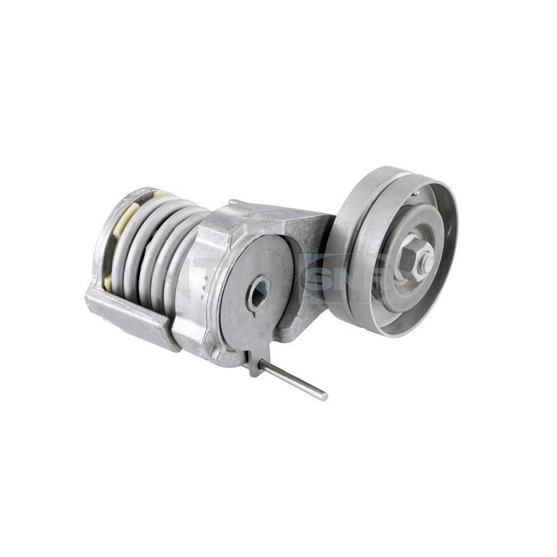 Tendicinghia trapezoidale - SNR