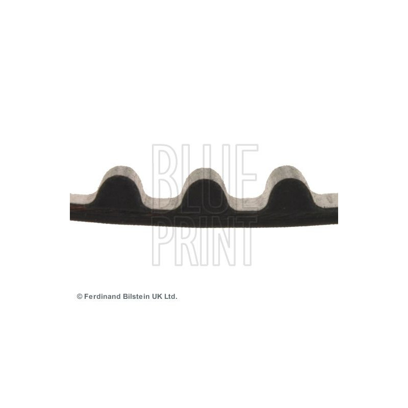 Cinghia/catena distribuzione - BLUE PRINT