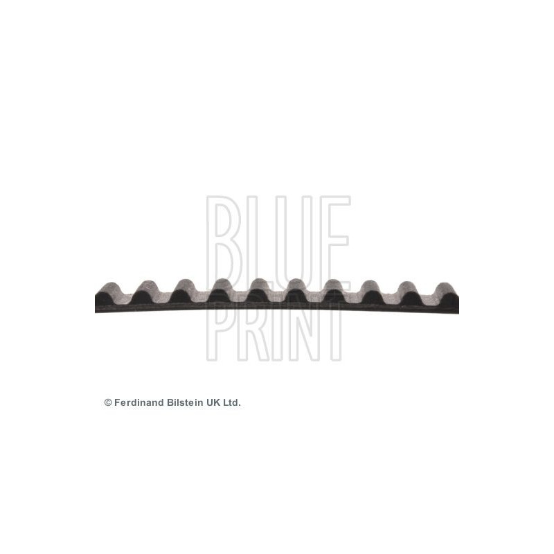 Cinghia/catena distribuzione - BLUE PRINT