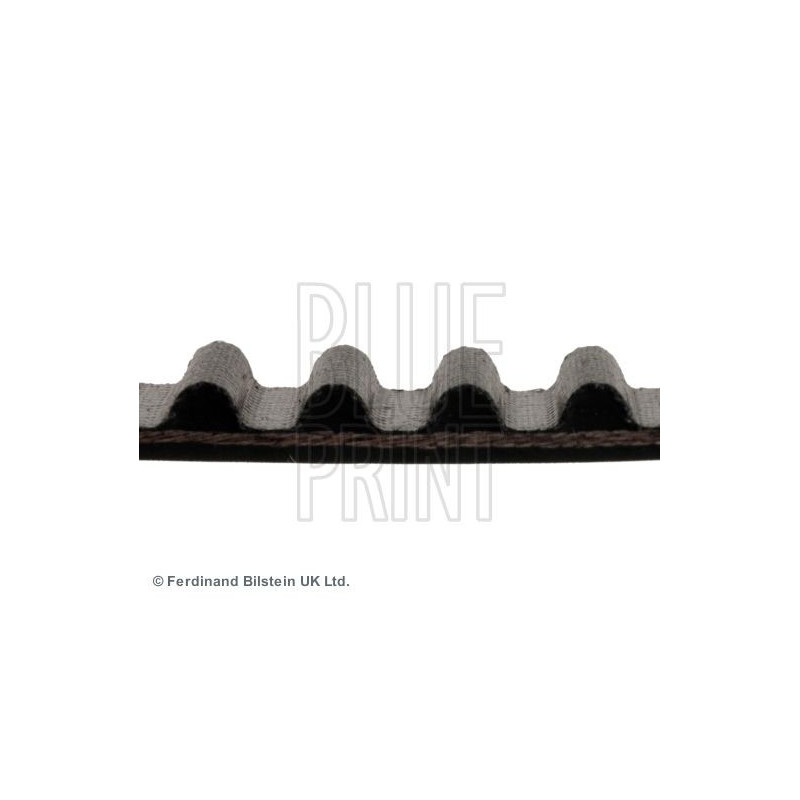 Cinghia/catena distribuzione - BLUE PRINT