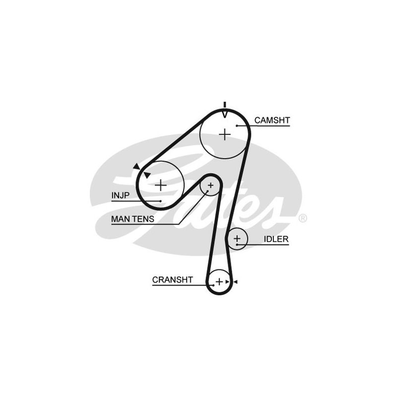 Cinghia/catena distribuzione - GATES