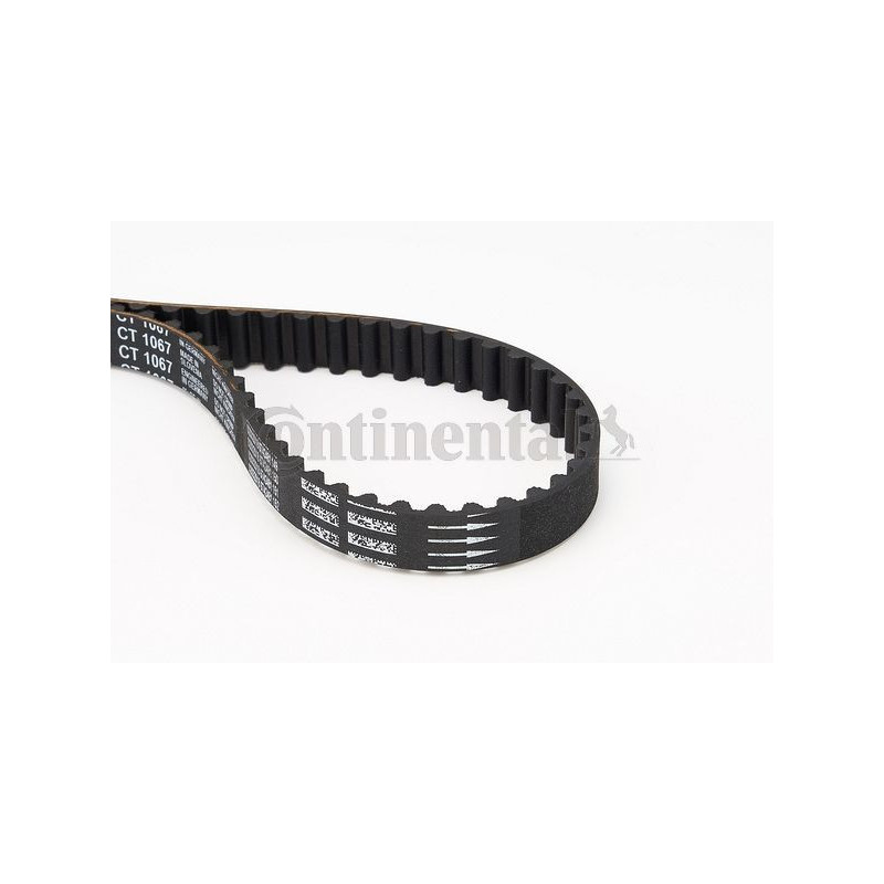 Cinghia/catena distribuzione - CONTITECH
